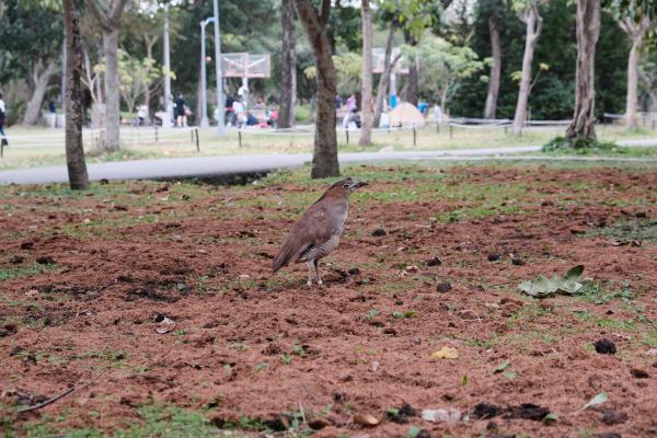 A big poopy bird in Daan Park