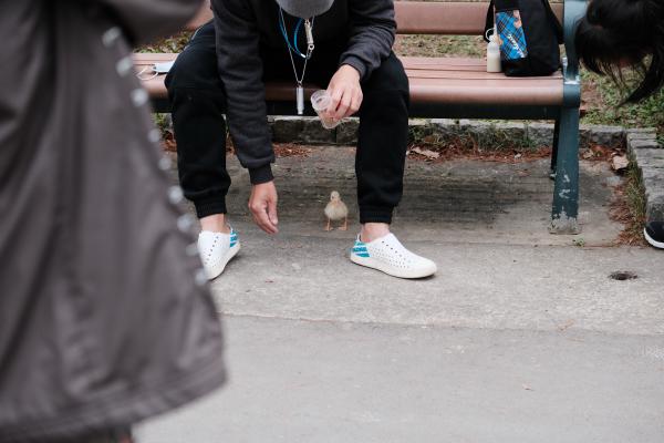 A duckling hiding under a man at Daan Park