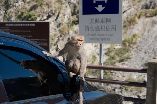 Monkey in Taroko gorge