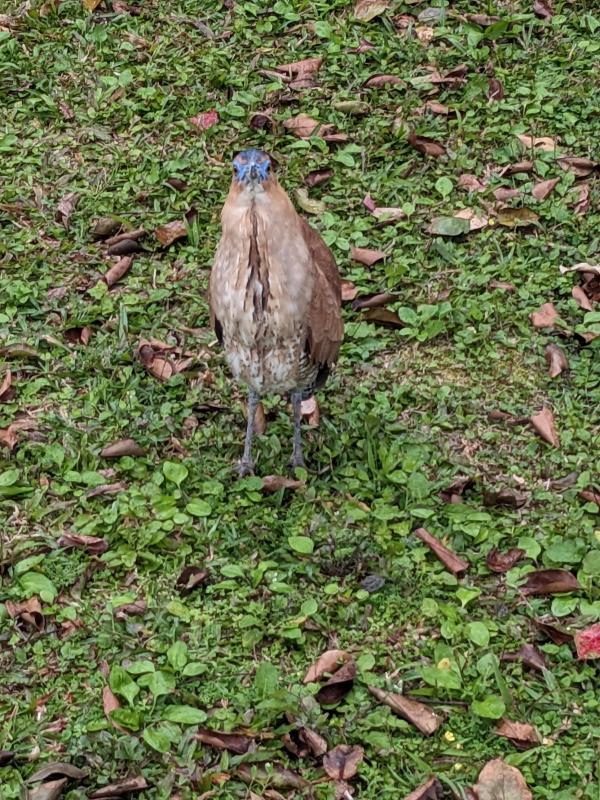 Big poopy bird in Daan park