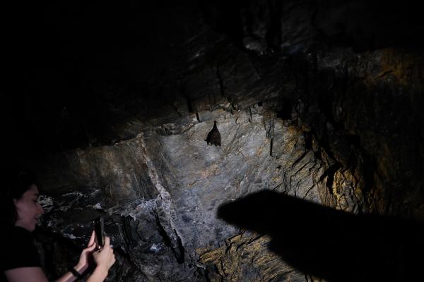 A bat in the cave