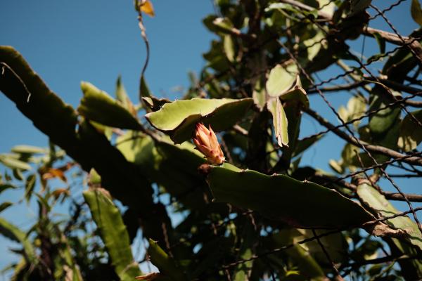 A dragonfruit plant