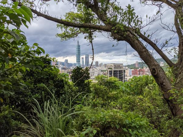 Taipei 101 viewed from within the jungle on Elephant Mountain.