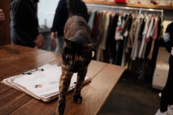 Cat in the cat cafe