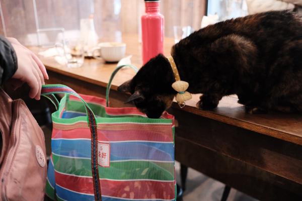 Cat looking into bag