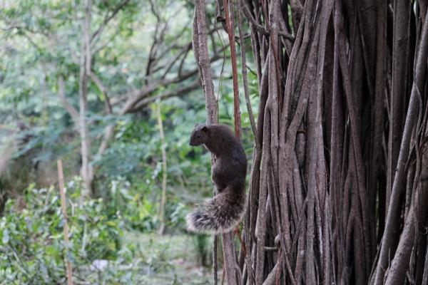 A squirrel at Daan Park