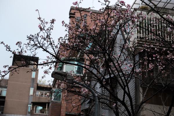 Cherry blossom tree near dongment