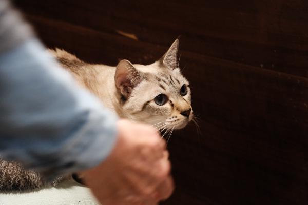 Cat in a cat cafe