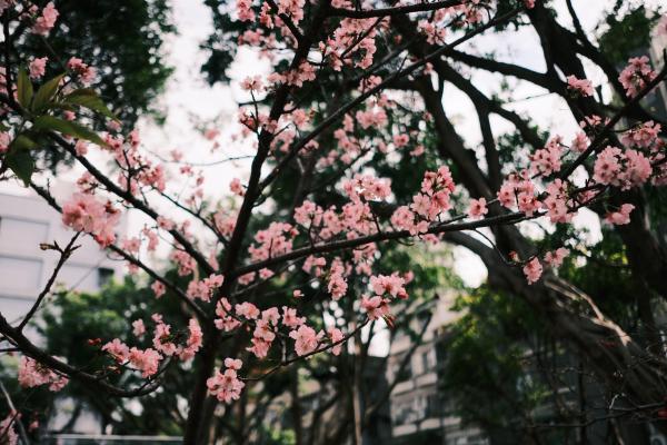 Cherry blossom tree