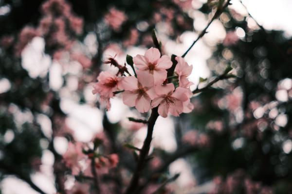 Cherry blossom tree