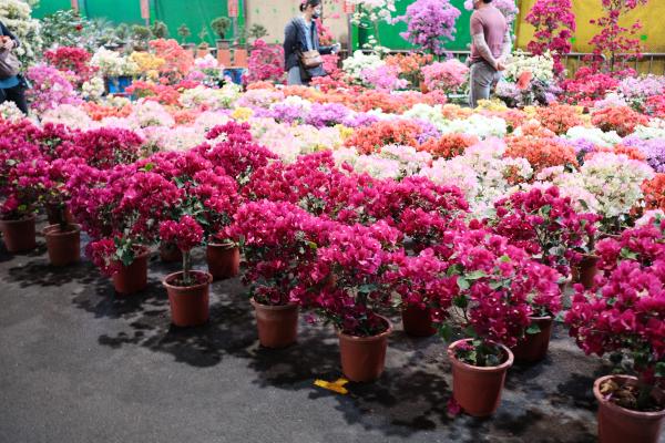 Flowers at the flower market