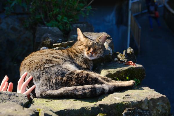 Cat resting in Huotong