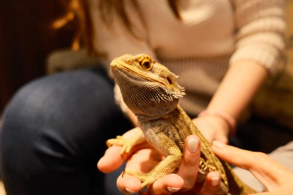 Richard the bearded dragon