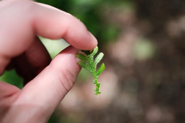 A closeup shot of one of the plants