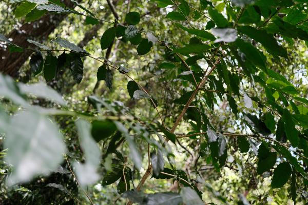 A coffee tree in the jungle.