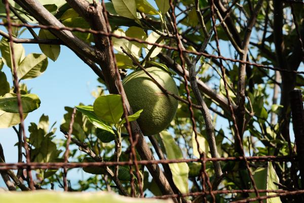 Fruit growing on a tree