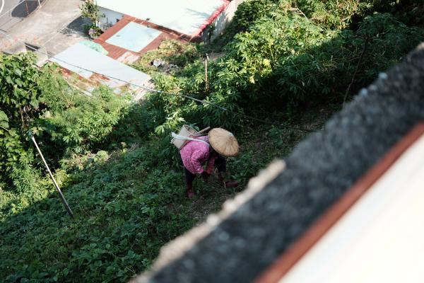 An old lady picking plants.